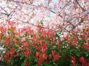 Meditation is like training a dog. Your breath is the treat.